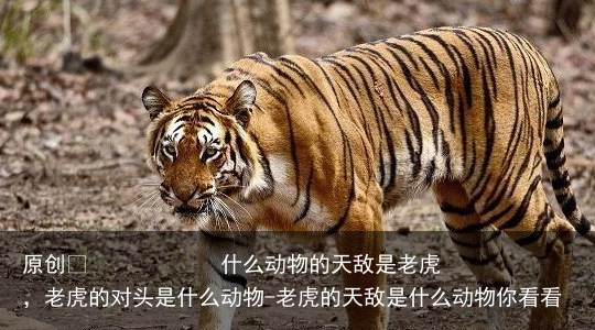 什么动物的天敌是老虎,老虎的对头是什么动物-老虎的天敌是什么动物你看看