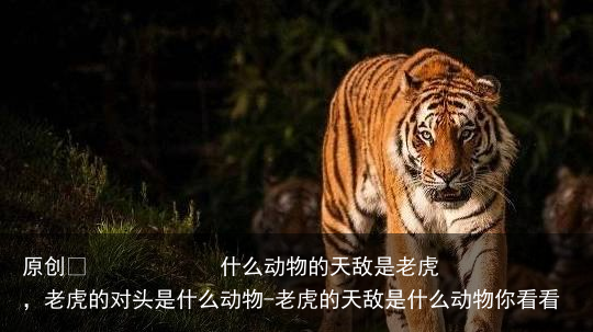什么动物的天敌是老虎,老虎的对头是什么动物-老虎的天敌是什么动物你看看