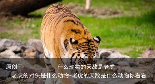 什么动物的天敌是老虎,老虎的对头是什么动物-老虎的天敌是什么动物你看看