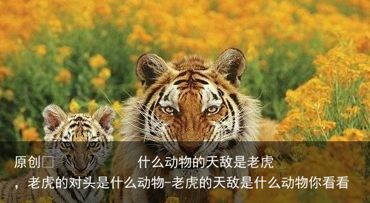 什么动物的天敌是老虎,老虎的对头是什么动物-老虎的天敌是什么动物你看看
