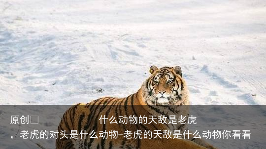 什么动物的天敌是老虎,老虎的对头是什么动物-老虎的天敌是什么动物你看看