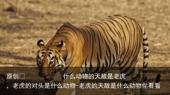 什么动物的天敌是老虎,老虎的对头是什么动物-老虎的天敌是什么动物你看看