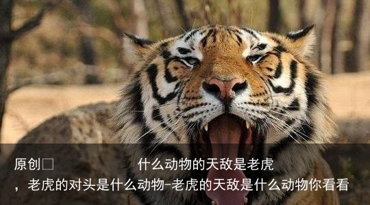 什么动物的天敌是老虎,老虎的对头是什么动物-老虎的天敌是什么动物你看看