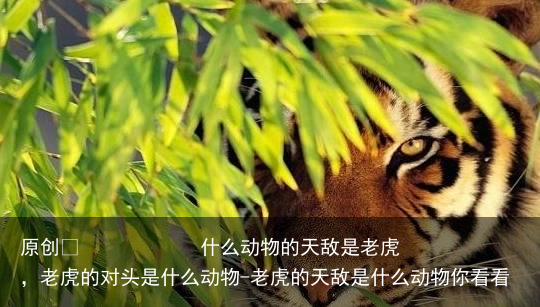 什么动物的天敌是老虎,老虎的对头是什么动物-老虎的天敌是什么动物你看看