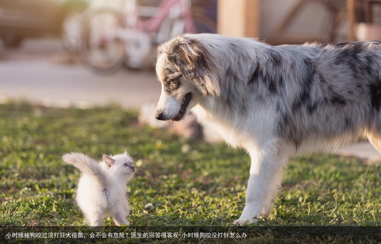 小时候被狗咬过没打狂犬疫苗,会不会有危险?医生的回答很客观-小时候狗咬没打针怎么办