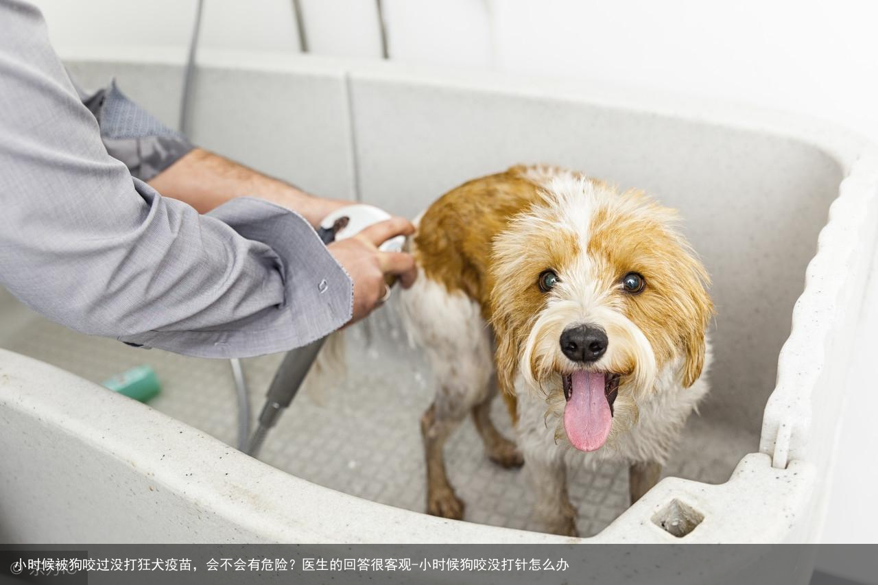 小时候被狗咬过没打狂犬疫苗,会不会有危险?医生的回答很客观-小时候狗咬没打针怎么办