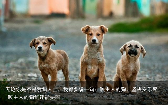 无论你是不是爱狗人士,我都要说一句:咬主人的狗,坚决安乐死!-咬主人的狗狗还能要吗