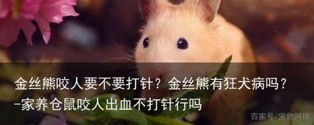 金丝熊咬人要不要打针?金丝熊有狂犬病吗?-家养仓鼠咬人出血不打针行吗