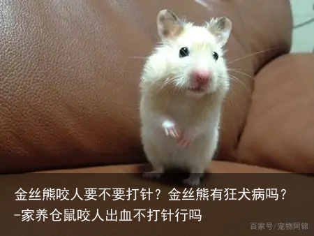 金丝熊咬人要不要打针?金丝熊有狂犬病吗?-家养仓鼠咬人出血不打针行吗