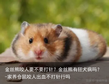 金丝熊咬人要不要打针?金丝熊有狂犬病吗?-家养仓鼠咬人出血不打针行吗