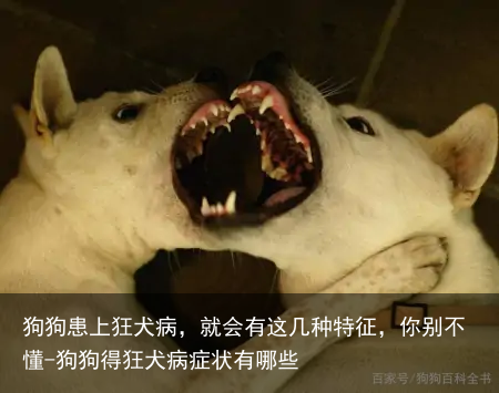 狗狗患上狂犬病,就会有这几种特征,你别不懂-狗狗得狂犬病症状有哪些