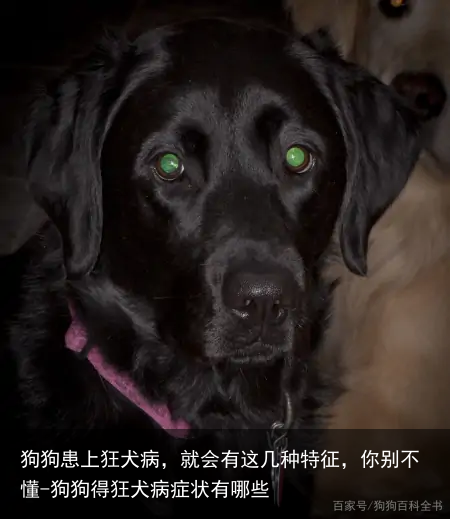 狗狗患上狂犬病,就会有这几种特征,你别不懂-狗狗得狂犬病症状有哪些