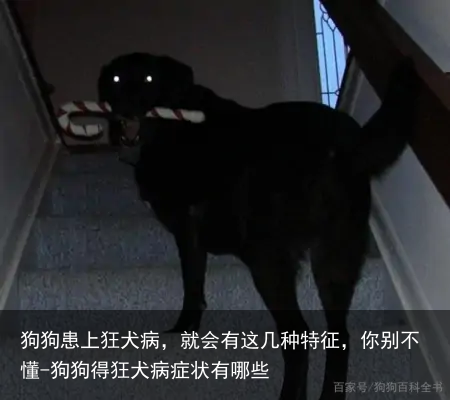 狗狗患上狂犬病,就会有这几种特征,你别不懂-狗狗得狂犬病症状有哪些