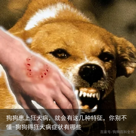 狗狗患上狂犬病,就会有这几种特征,你别不懂-狗狗得狂犬病症状有哪些