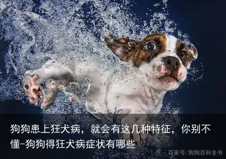 狗狗患上狂犬病,就会有这几种特征,你别不懂-狗狗得狂犬病症状有哪些