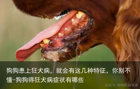 狗狗患上狂犬病,就会有这几种特征,你别不懂-狗狗得狂犬病症状有哪些