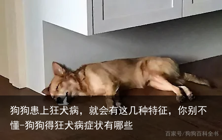狗狗患上狂犬病,就会有这几种特征,你别不懂-狗狗得狂犬病症状有哪些