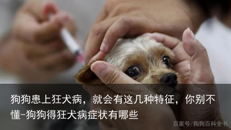 狗狗患上狂犬病,就会有这几种特征,你别不懂-狗狗得狂犬病症状有哪些