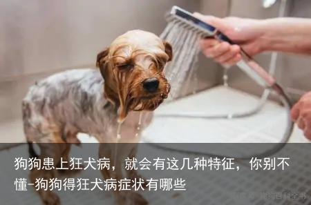 狗狗患上狂犬病,就会有这几种特征,你别不懂-狗狗得狂犬病症状有哪些
