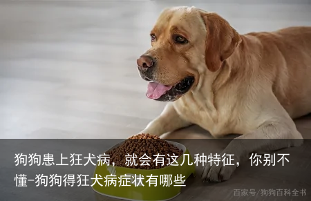 狗狗患上狂犬病,就会有这几种特征,你别不懂-狗狗得狂犬病症状有哪些