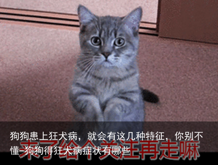 狗狗患上狂犬病,就会有这几种特征,你别不懂-狗狗得狂犬病症状有哪些