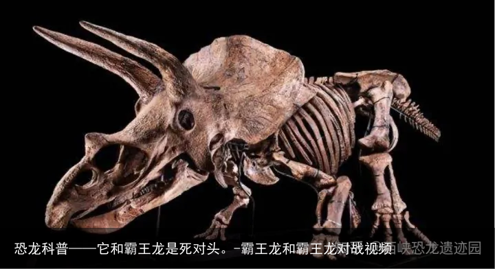 恐龙科普——它和霸王龙是死对头。-霸王龙和霸王龙对战视频