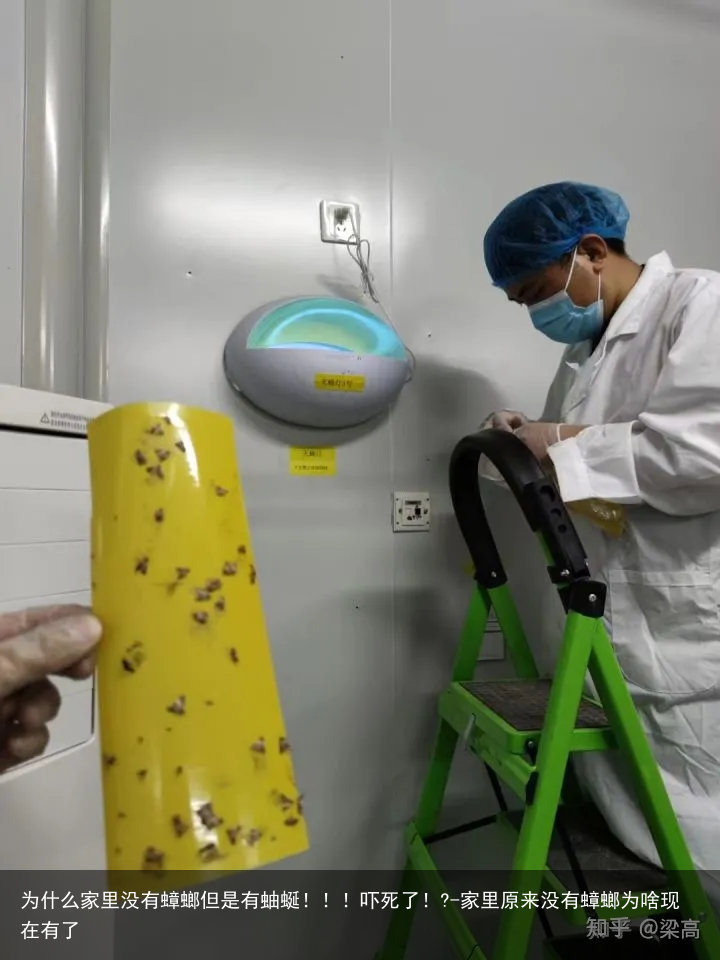 为什么家里没有蟑螂但是有蚰蜒!!!吓死了!?-家里原来没有蟑螂为啥现在有了