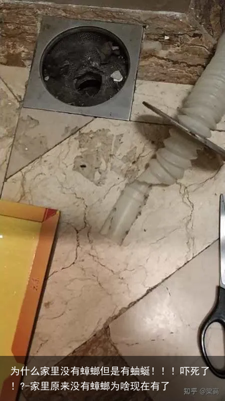 为什么家里没有蟑螂但是有蚰蜒!!!吓死了!?-家里原来没有蟑螂为啥现在有了