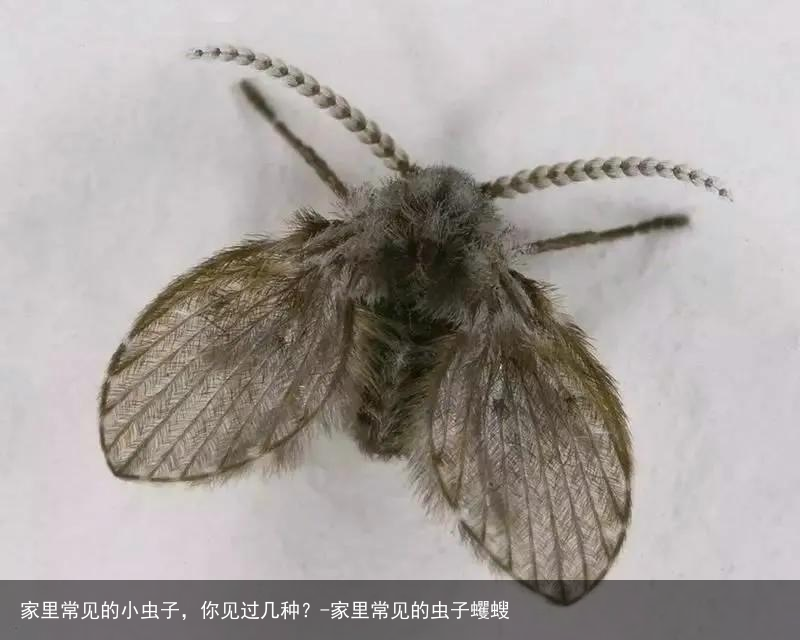 家里常见的小虫子,你见过几种?-家里常见的虫子蠼螋
