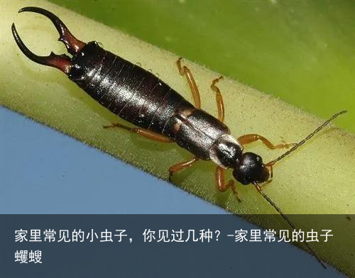 家里常见的小虫子,你见过几种?-家里常见的虫子蠼螋