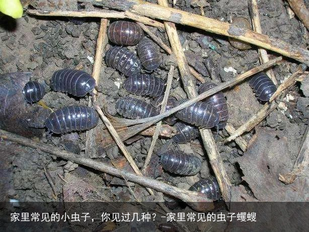 家里常见的小虫子,你见过几种?-家里常见的虫子蠼螋