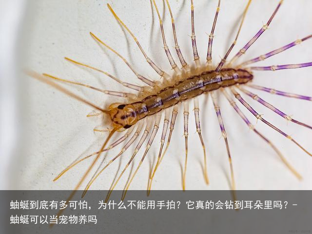 蚰蜒到底有多可怕,为什么不能用手拍?它真的会钻到耳朵里吗?-蚰蜒可以当宠物养吗