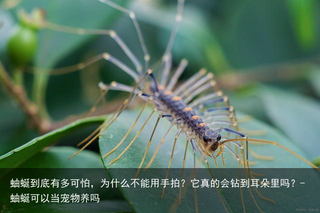 蚰蜒到底有多可怕,为什么不能用手拍?它真的会钻到耳朵里吗?-蚰蜒可以当宠物养吗