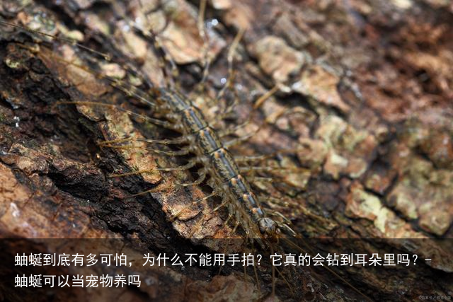 蚰蜒到底有多可怕,为什么不能用手拍?它真的会钻到耳朵里吗?-蚰蜒可以当宠物养吗