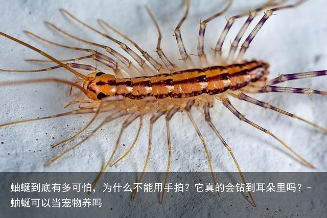 蚰蜒到底有多可怕,为什么不能用手拍?它真的会钻到耳朵里吗?-蚰蜒可以当宠物养吗