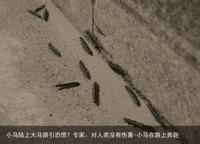 小马陆上大马路引恐慌?专家:对人类没有伤害-小马在路上奔跑