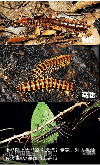小马陆上大马路引恐慌?专家:对人类没有伤害-小马在路上奔跑