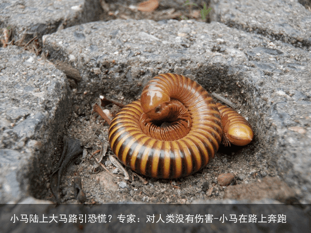 小马陆上大马路引恐慌?专家:对人类没有伤害-小马在路上奔跑