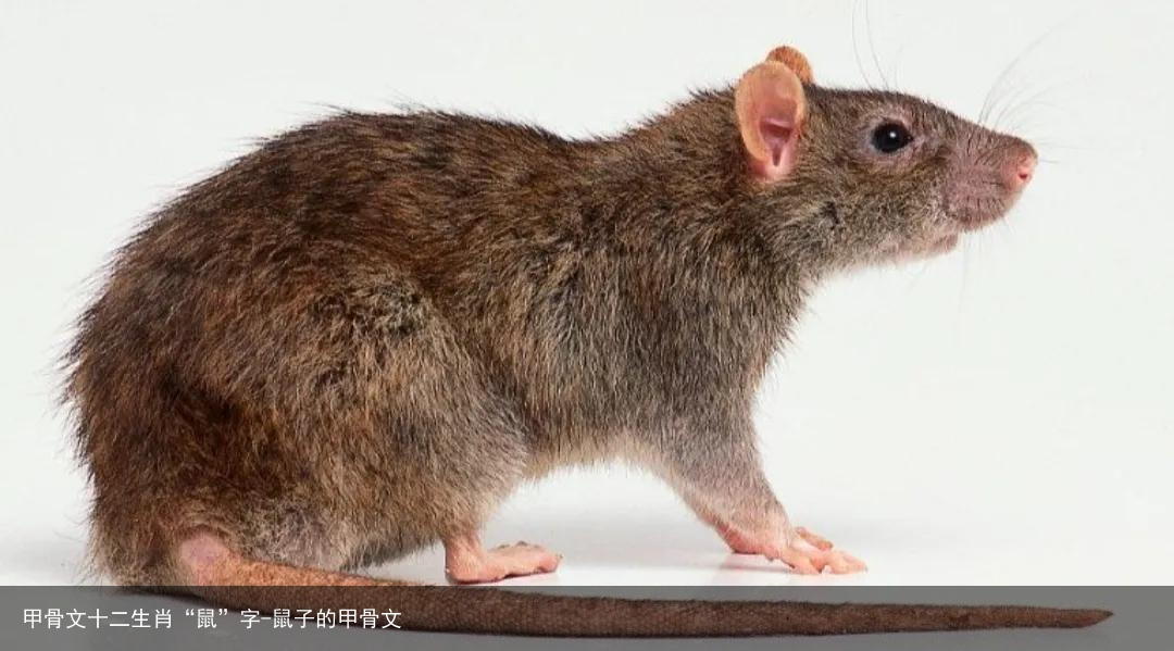 甲骨文十二生肖“鼠”字-鼠子的甲骨文