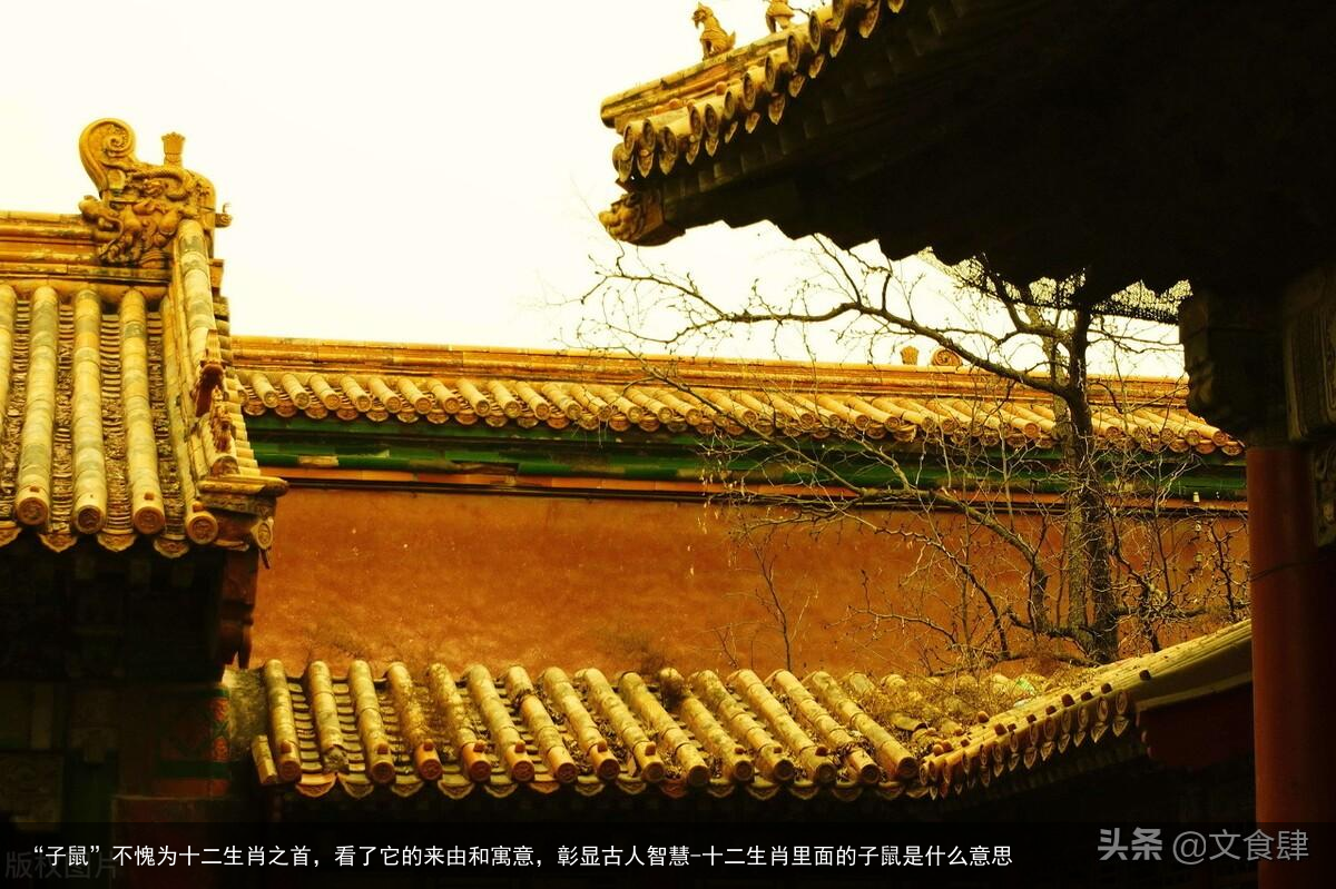 “子鼠”不愧为十二生肖之首,看了它的来由和寓意,彰显古人智慧-十二生肖里面的子鼠是什么意思