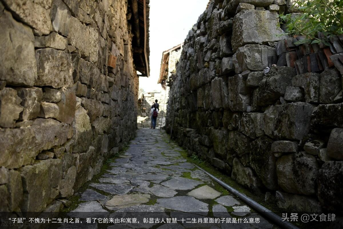 “子鼠”不愧为十二生肖之首,看了它的来由和寓意,彰显古人智慧-十二生肖里面的子鼠是什么意思