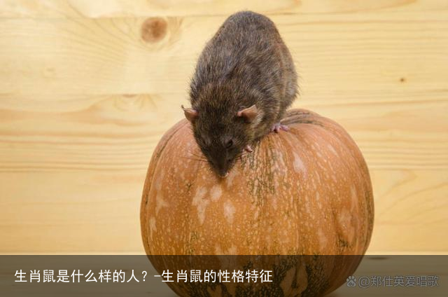 生肖鼠是什么样的人?-生肖鼠的性格特征