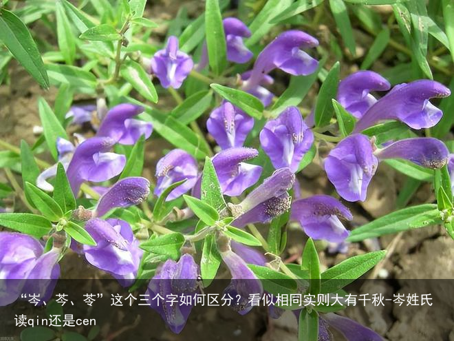 “岑、芩、苓”这个三个字如何区分?看似相同实则大有千秋-岑姓氏读qin还是cen