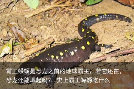 霸王蝾螈是恐龙之前的地球霸主,若它还在,恐龙还能崛起吗?-史上霸王蝾螈吃什么