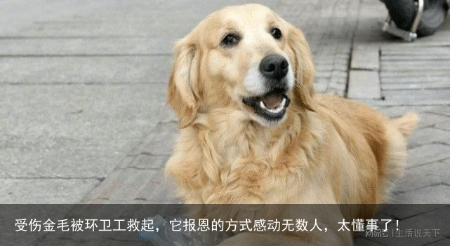 受伤金毛被环卫工救起,它报恩的方式感动无数人,太懂事了!