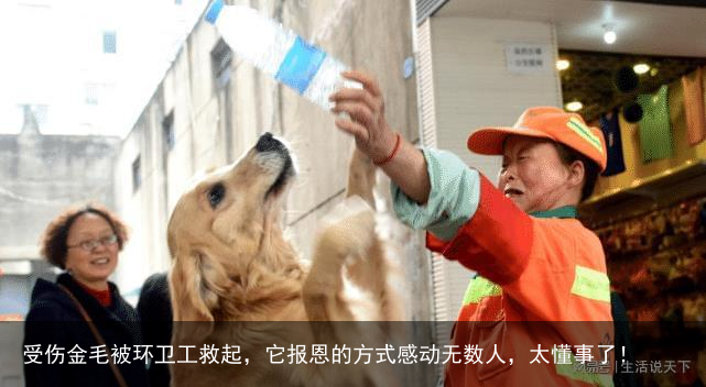 受伤金毛被环卫工救起,它报恩的方式感动无数人,太懂事了!