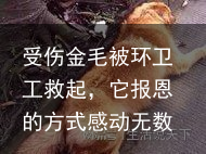 受伤金毛被环卫工救起,它报恩的方式感动无数人,太懂事了!