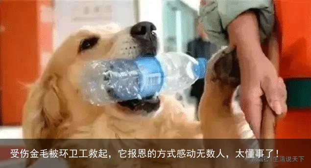 受伤金毛被环卫工救起,它报恩的方式感动无数人,太懂事了!