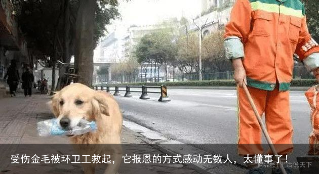 受伤金毛被环卫工救起,它报恩的方式感动无数人,太懂事了!