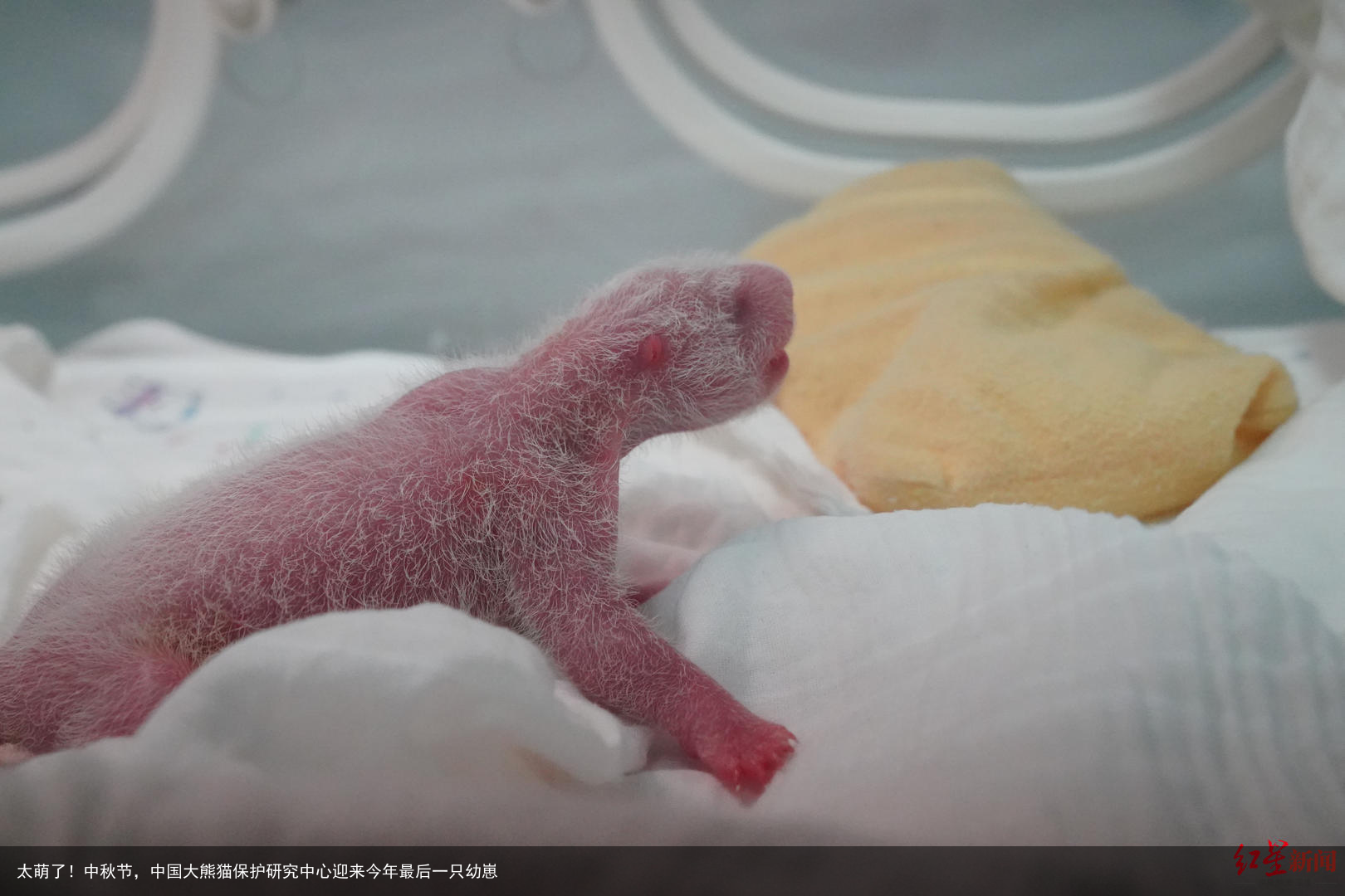 太萌了!中秋节,中国大熊猫保护研究中心迎来今年最后一只幼崽